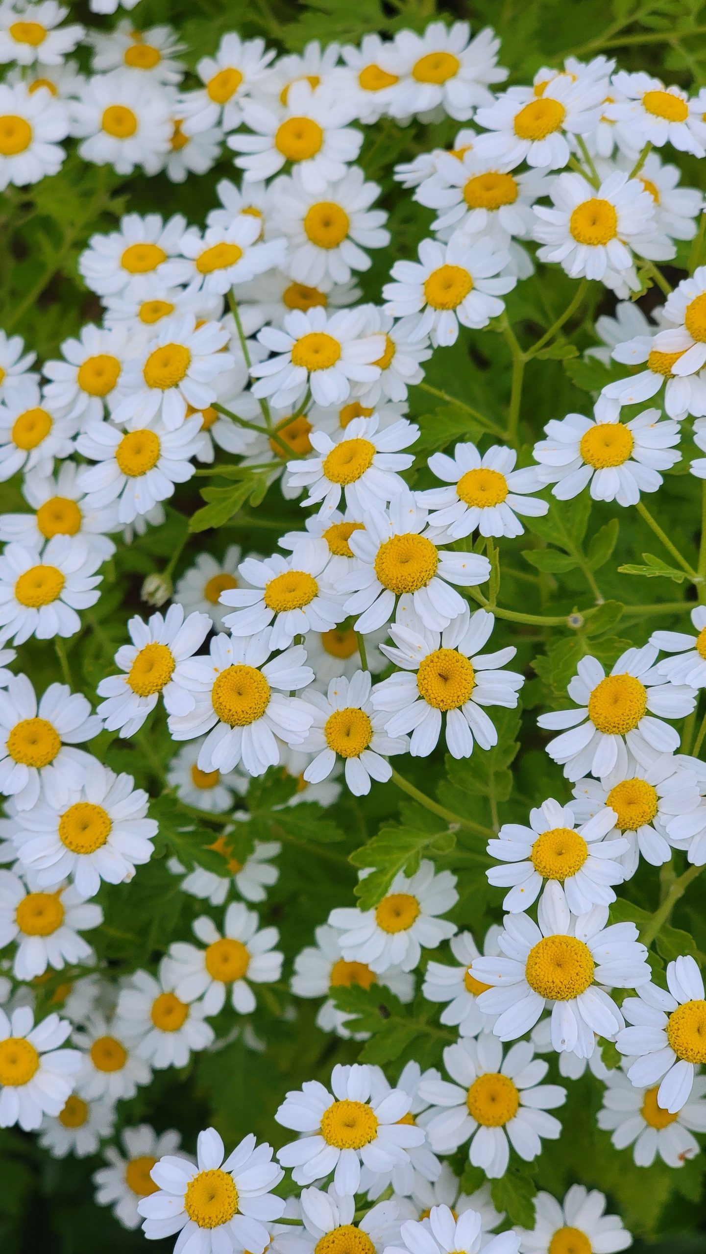 Close-up of blooming white daisies with yellow centers, symbolizing a nonlinear career path as a daisy chain metaphor.