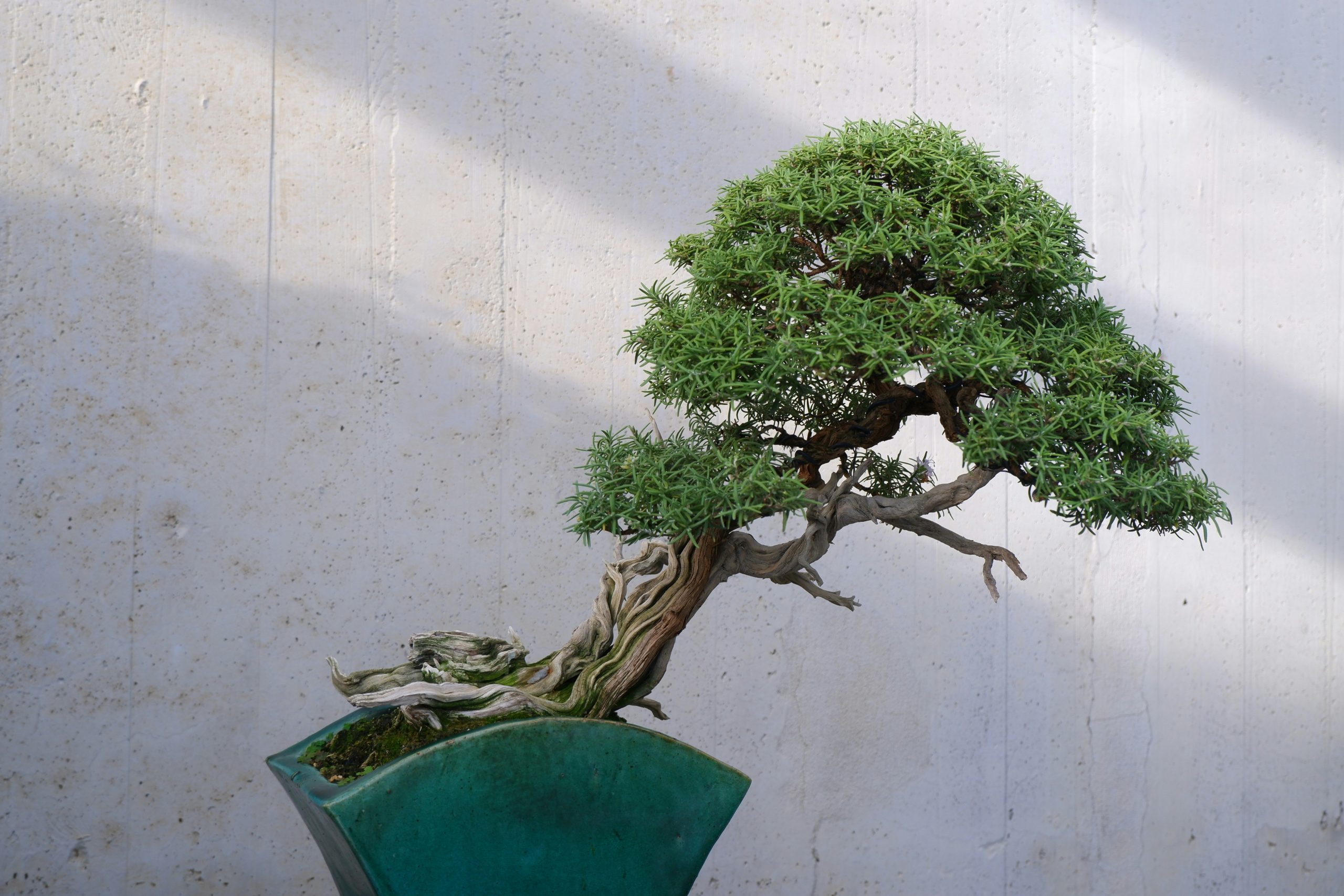 A bonsai tree symbolizing strategic clarity — how focus and restraint transform complexity into simplicity.